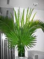 Large Tropical Office Flower Display